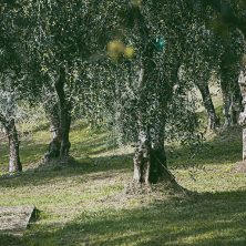 le prandine oliveti
