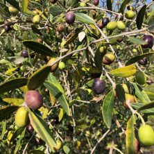 agricola agora - olive