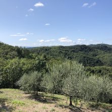 agricola agora - oliveti