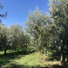 agricola agora - olivi