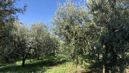 agricola agora - olivi