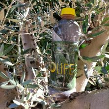 Infuso di olio